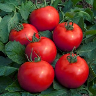 Cobra F1 Tomato Thumbnail